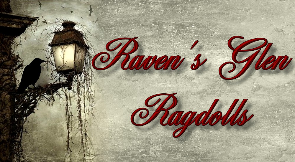 Raven's Glen Ragdolls